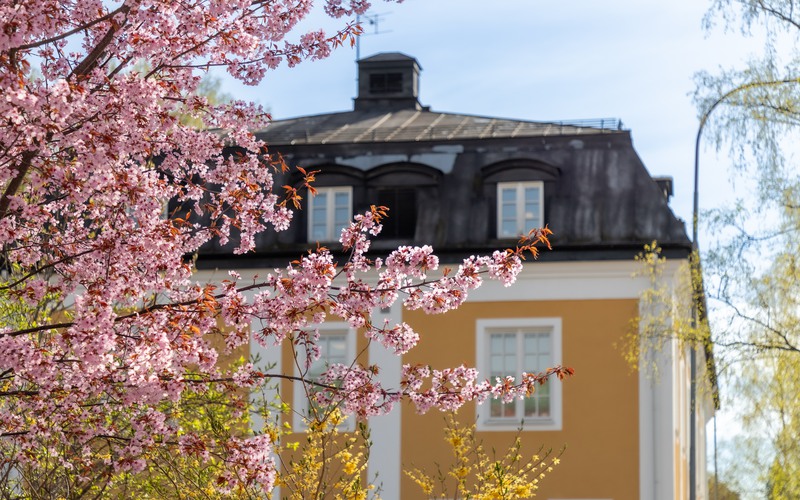 En byggnad med många fönster och många rosa blommor. 