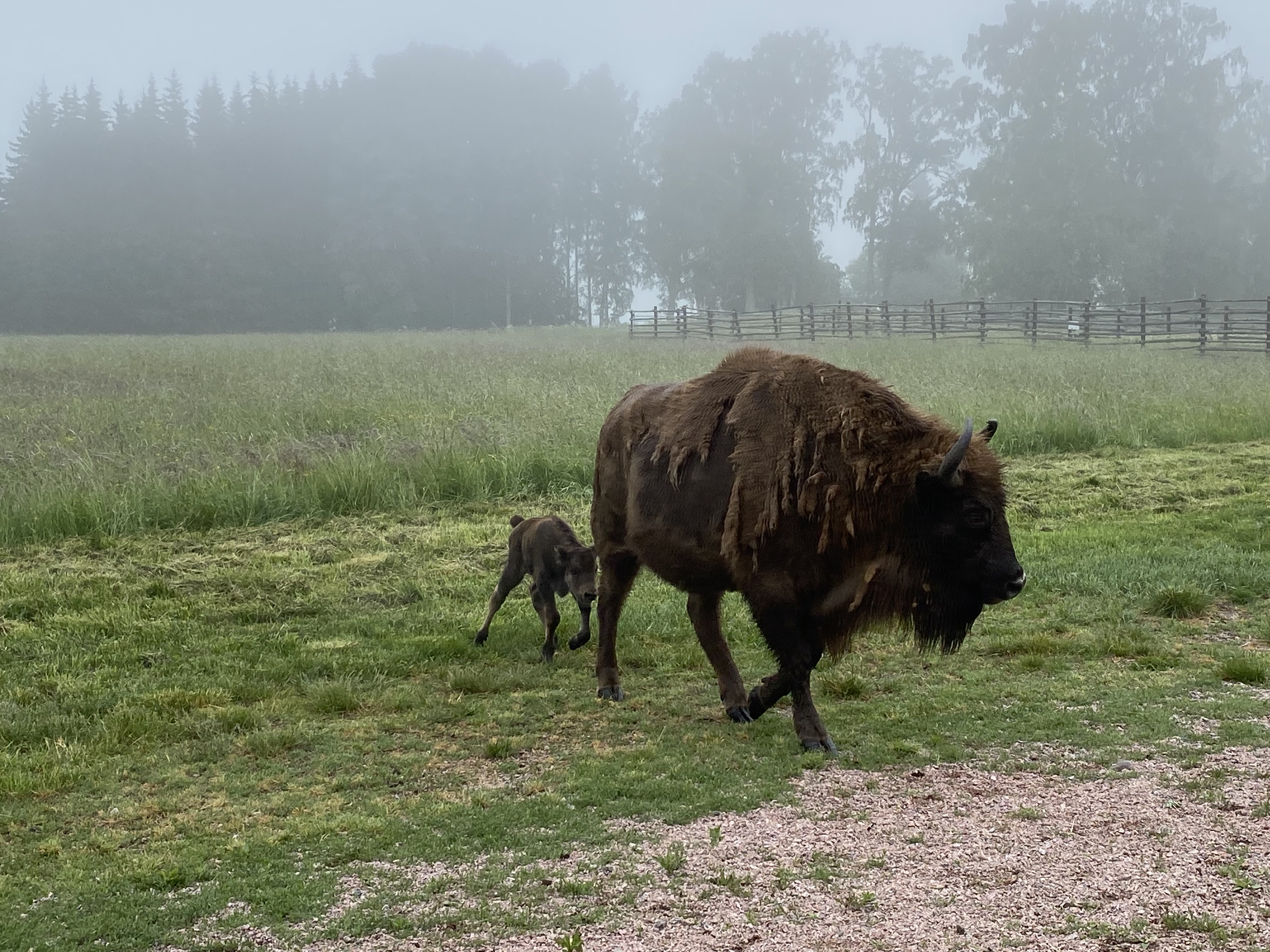 Kalv går intill sin mamma i dimmig hage.