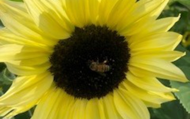 solros