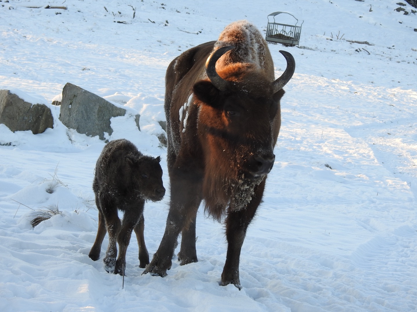 Kalv står vid sin mamma i snöigt hägn.