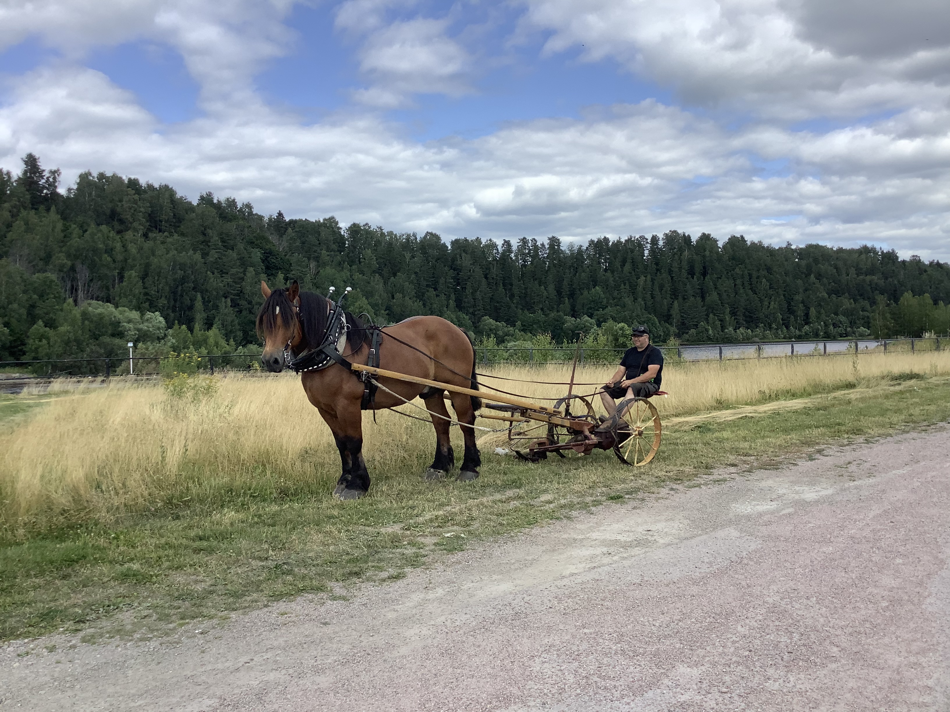 Ardennerhäst med förspänt slåtteraggregat och kusk