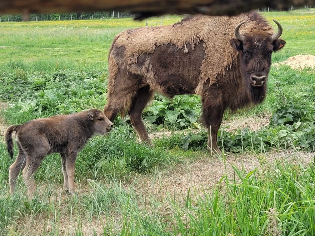Kalv står i hägnet med sin mamma.