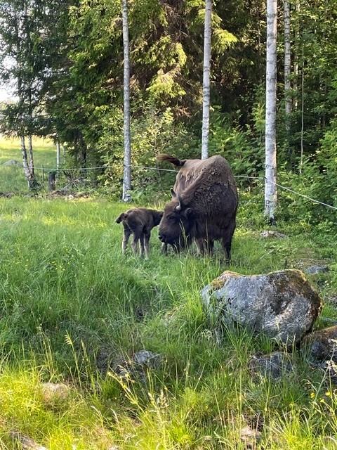 Kalv vid sin mamma i hängnet