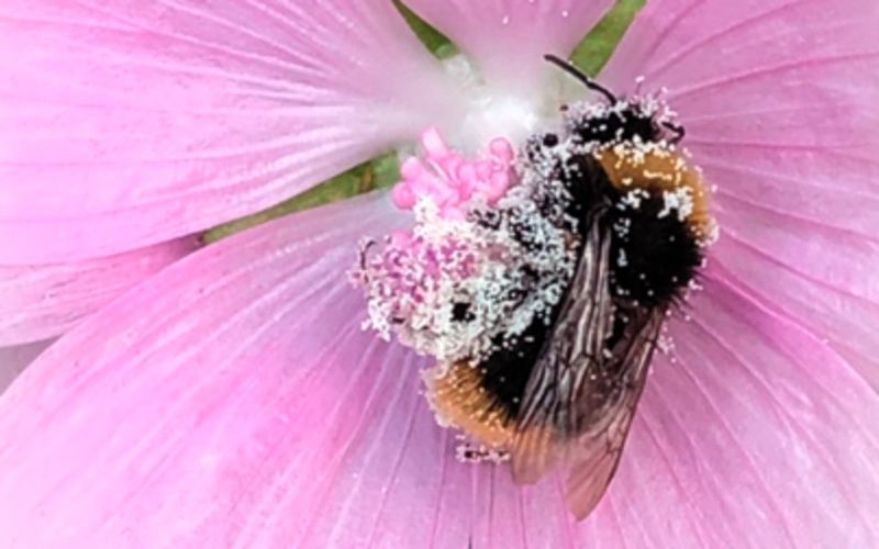 Pollentäckt humla på en rosa blomma.