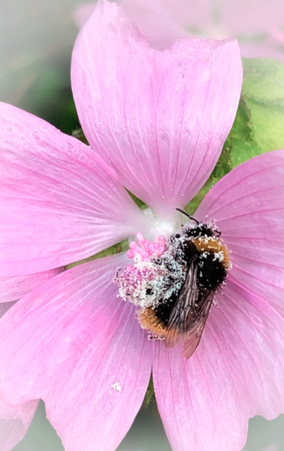 Pollentäckt humla på en rosa blomma.