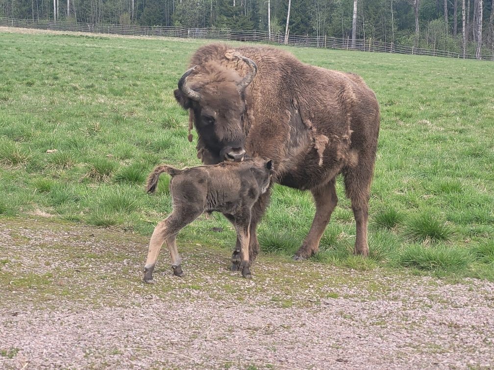 Kalv med sin mamma