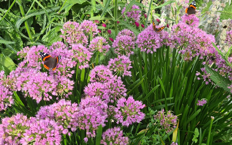 Blommor med fjärilar