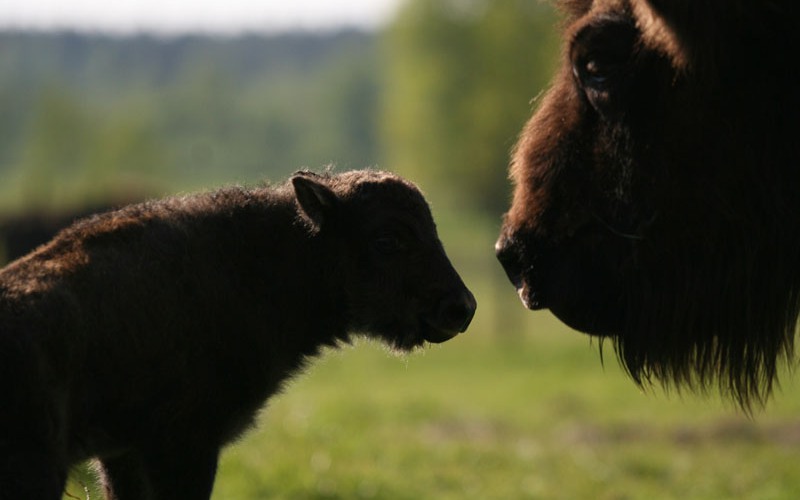 Visentkalv nos mot nos med visentmamma