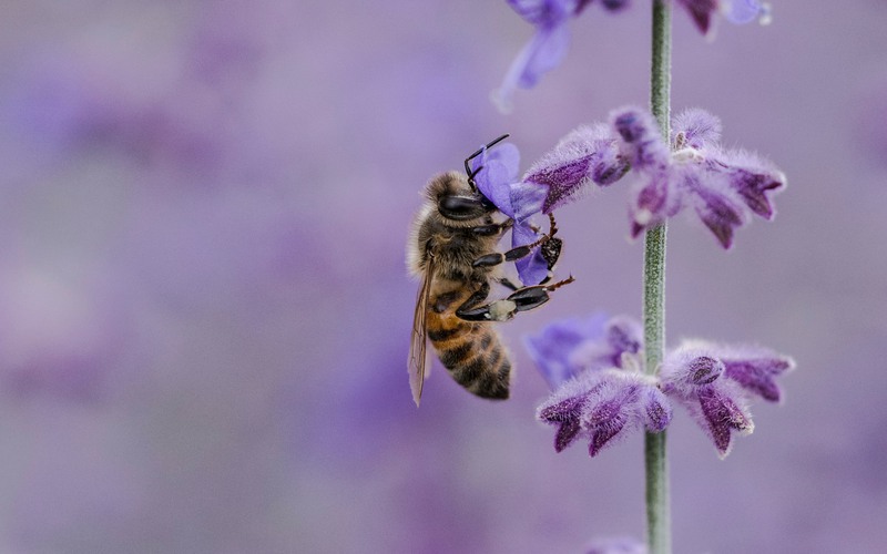 Bi på lavendel.