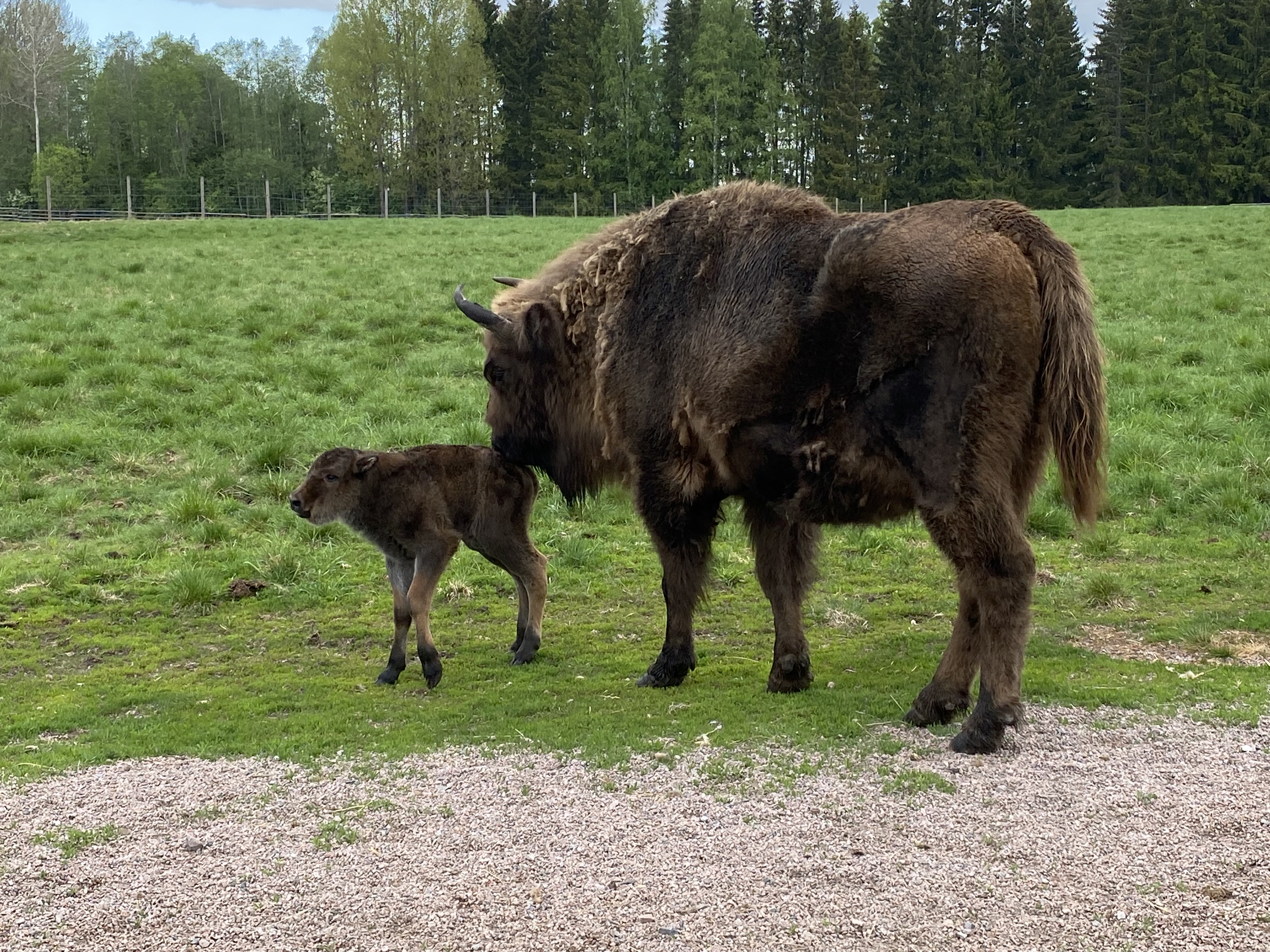 Visentkalv står med sin mamma i grönt hägn.