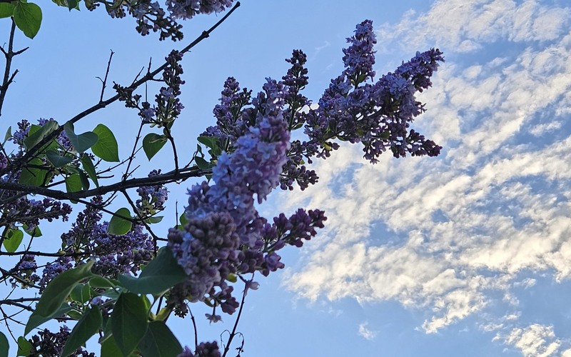 Syrener mot blå himmel.