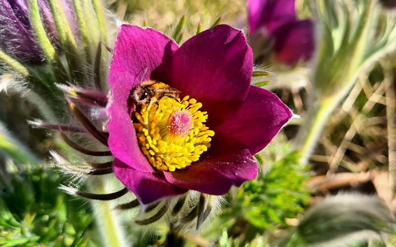 Blomma