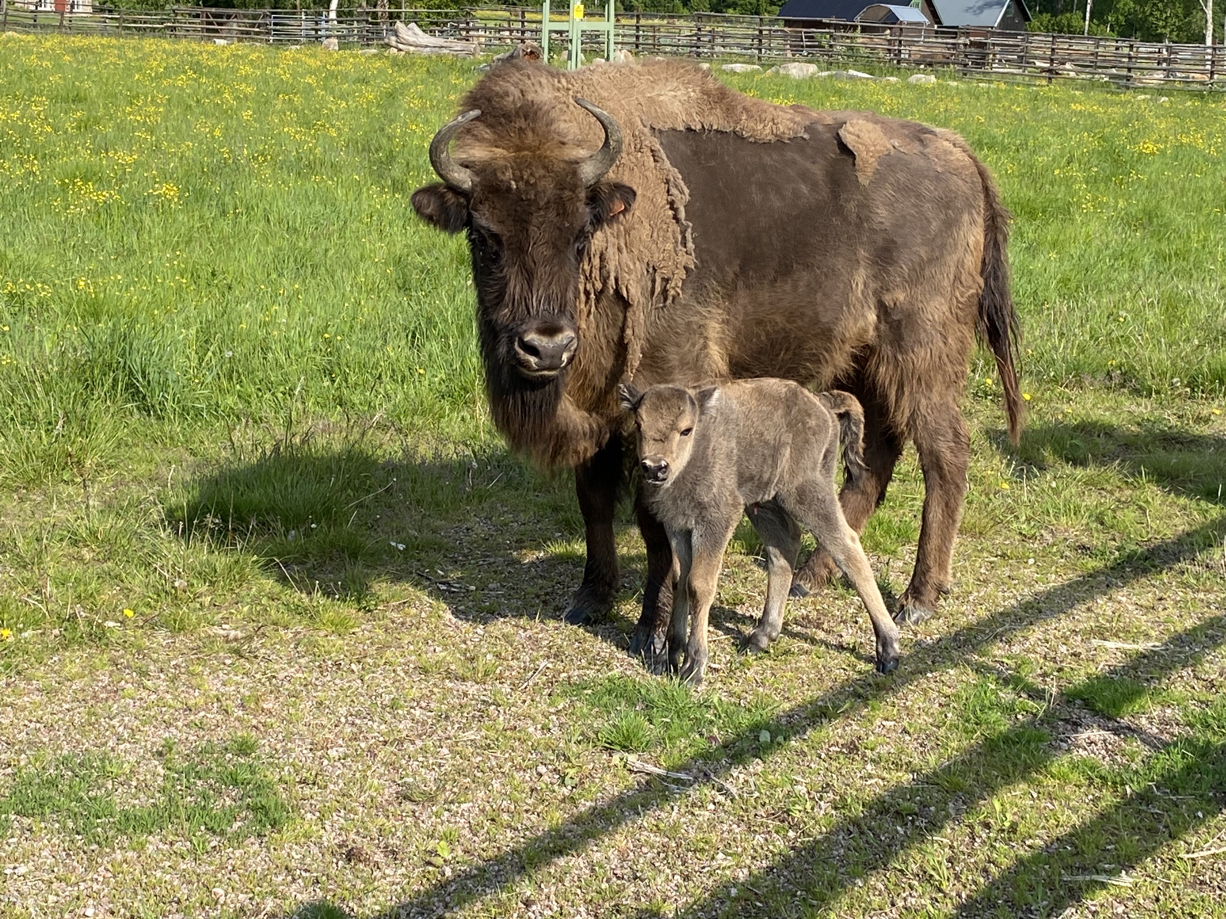 Visentkalven AvNora står med sin mamma i hägnet.