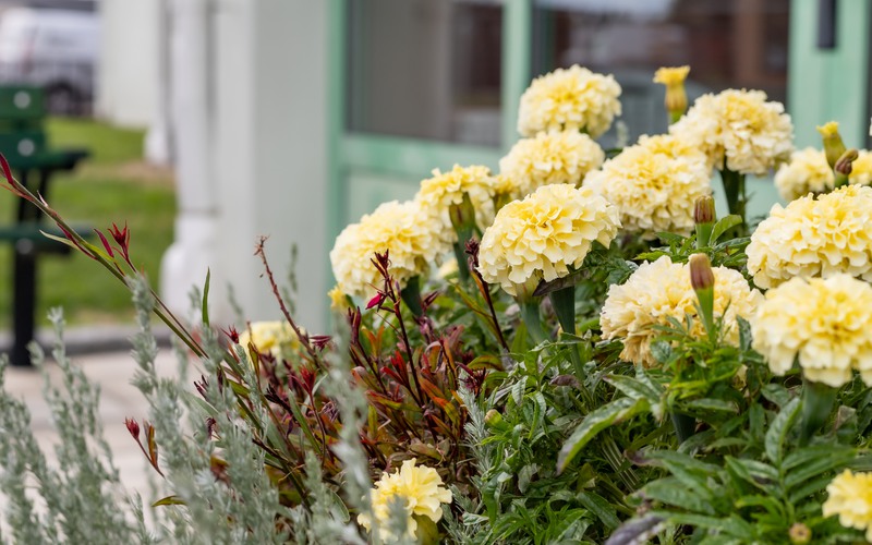 blommor.