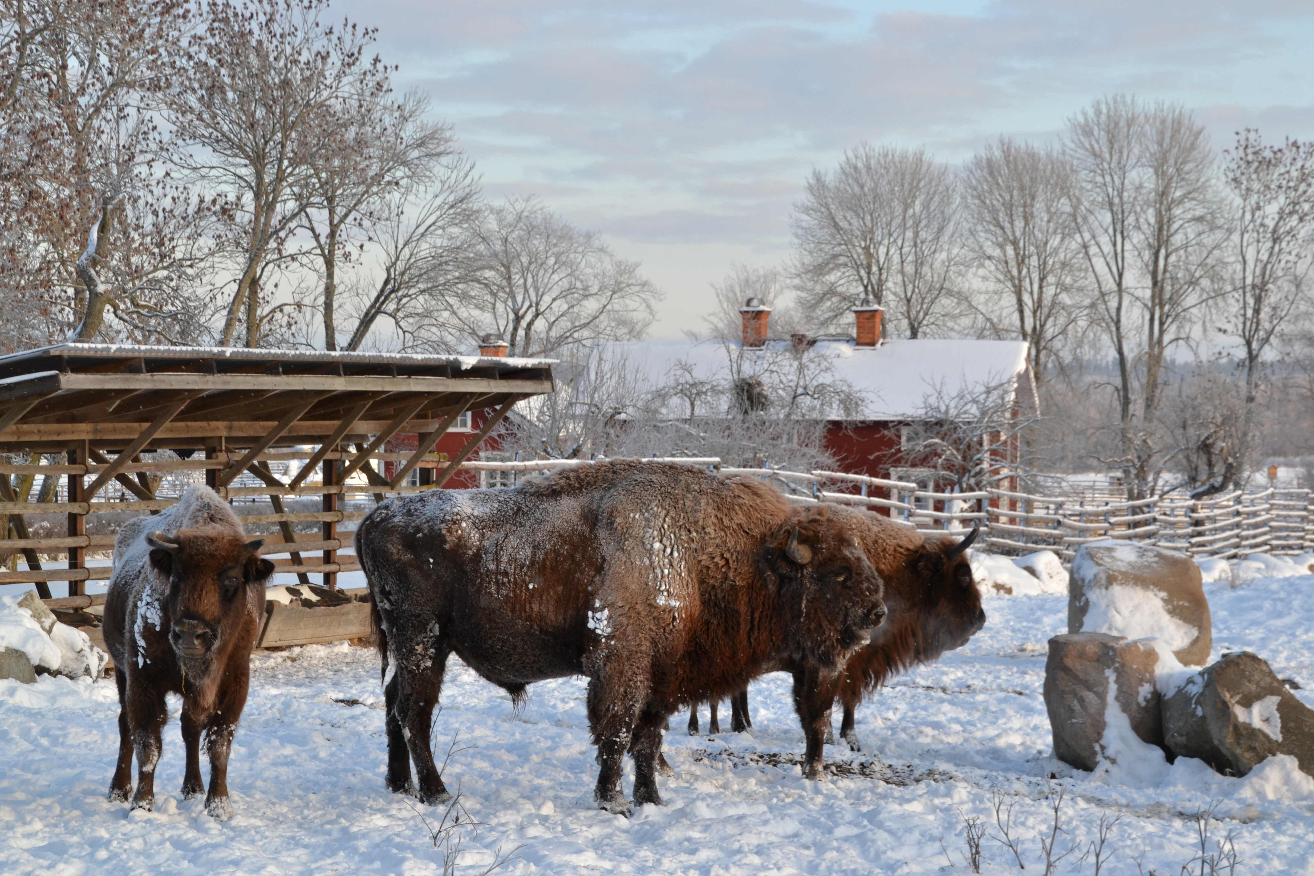 Visenter i snöig hage