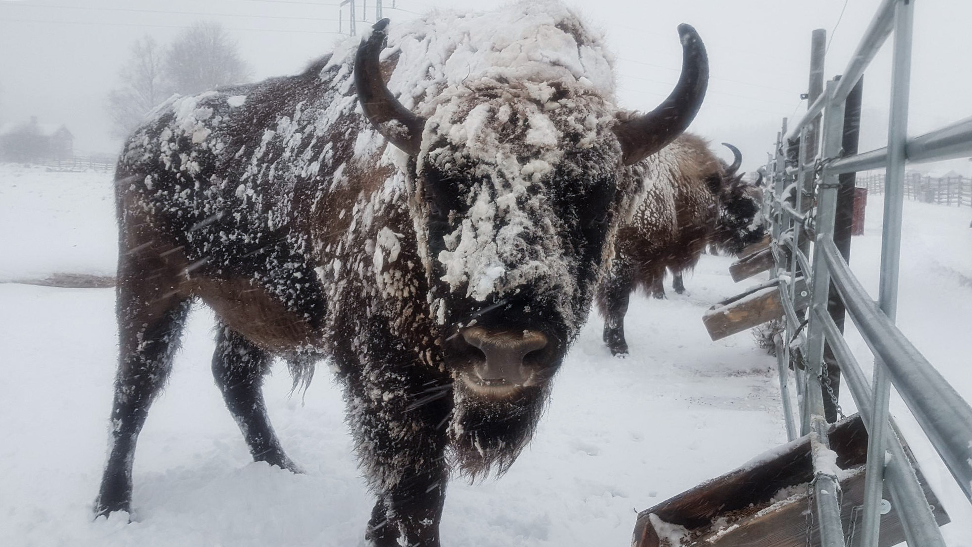 Snöig visent