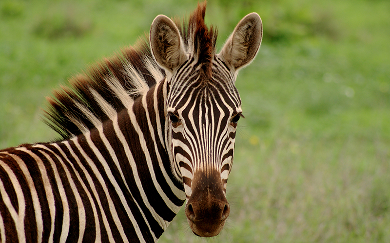 En zebra, en liknelse med att barns sorg är randig 